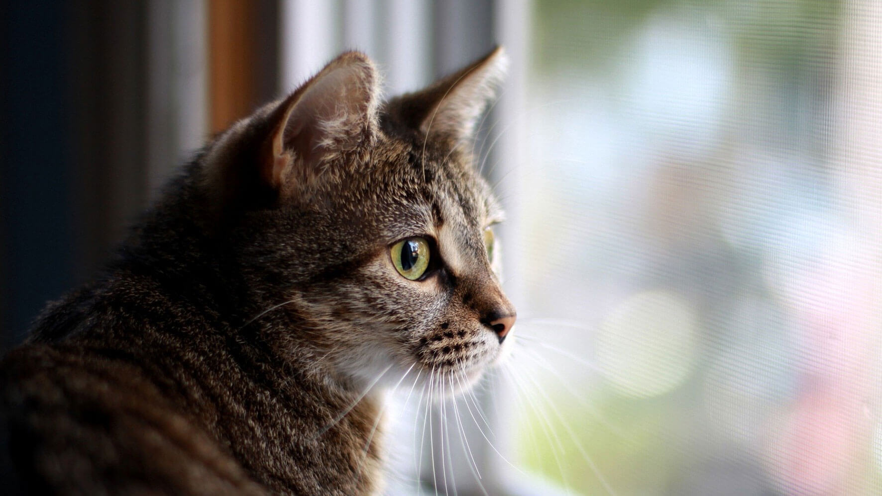 Cat Boarding Cattery Bookings & Enquiries