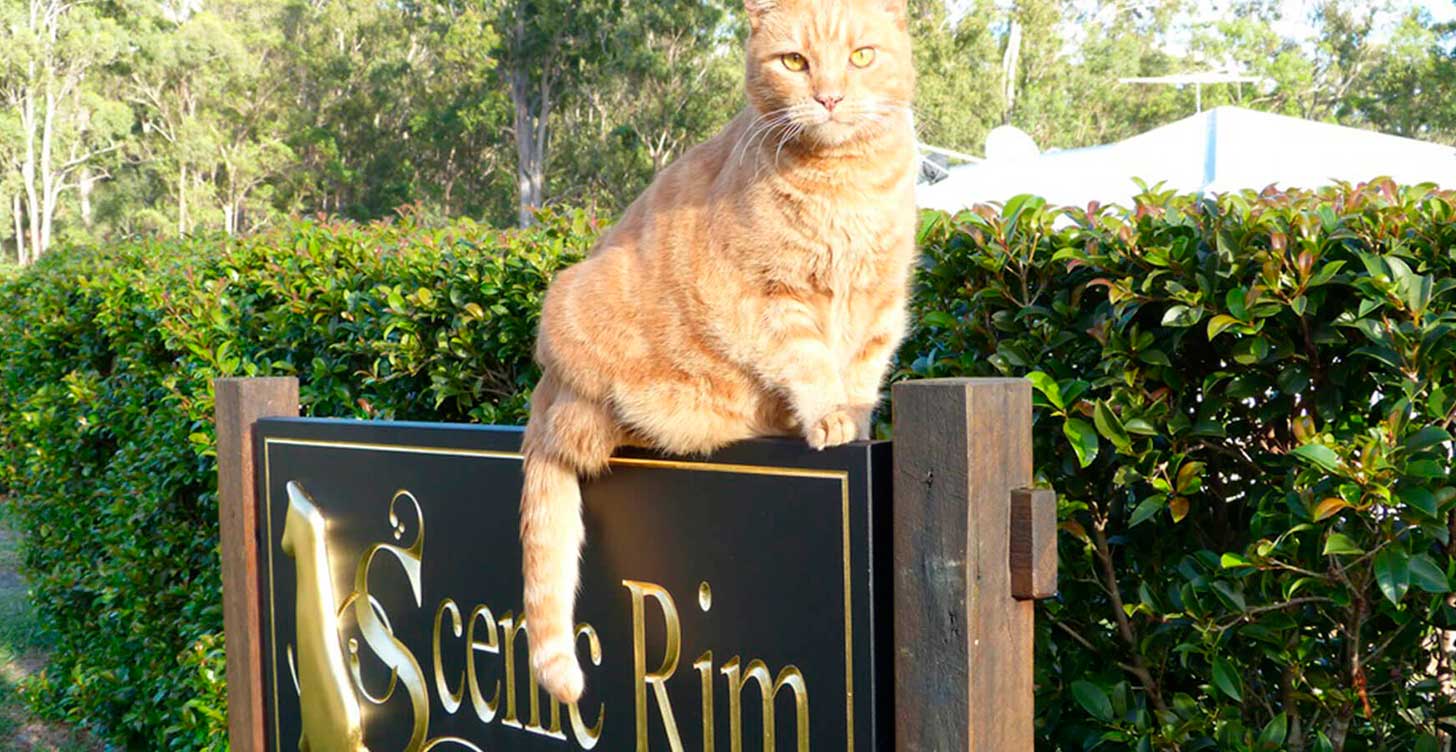Scenic Rim Cat Lodge Cattery Boarding Gold Coast Tamborine Canungra